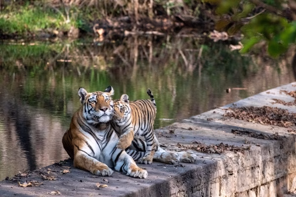 Scenic waterfalls and gorges in Panna National Park